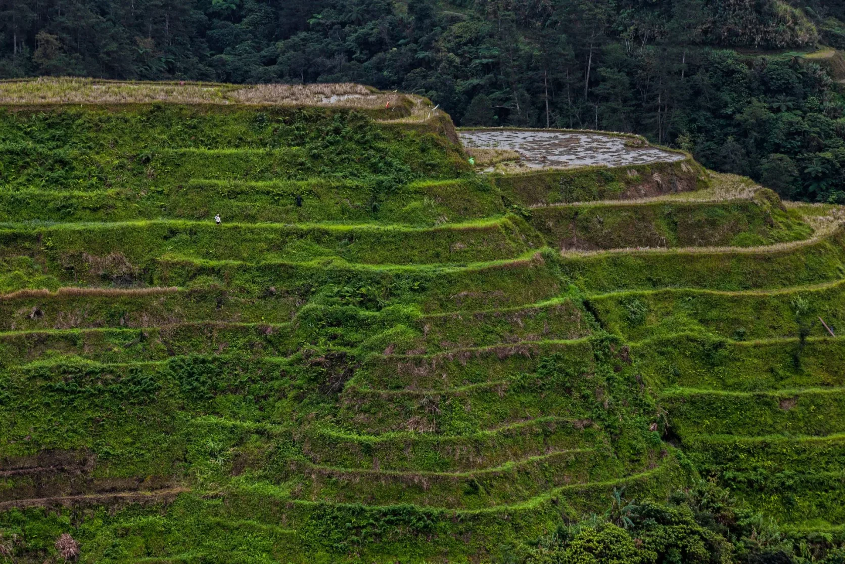 Des rizières en terrasses verdoyantes à Banaue.