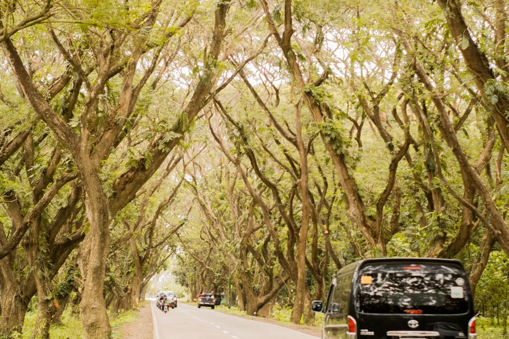 Un van sur une route bordée d'arbres dans la région MIMAROPA.